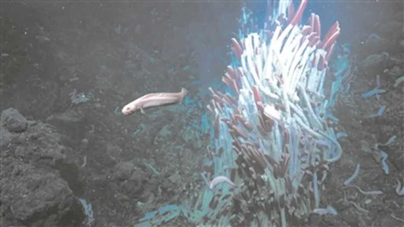 Animal Life Discovered at Hydro - thermal Vents of the East Pacific Rise Animal Life Discovered at Hydro - thermal Vents of the East Pacific Rise